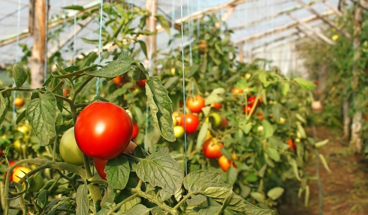 Когда высаживать помидоры в теплицу из поликарбоната?