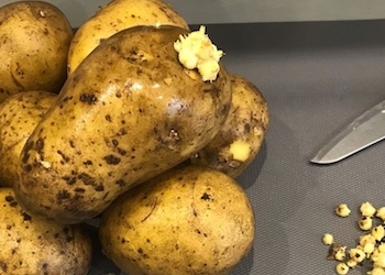 Лечебные свойства ростков картофеля