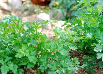 Как вырастить ароматную и густую зелень петрушки?