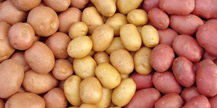 Сорта картофеля, устойчивые к колорадскому жуку