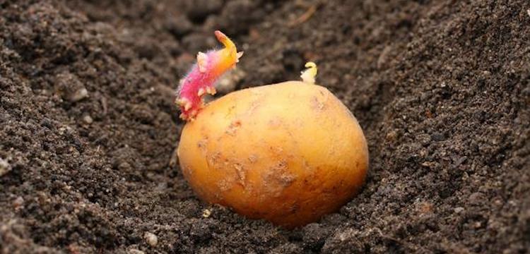 Температура почвы для посадки картофеля