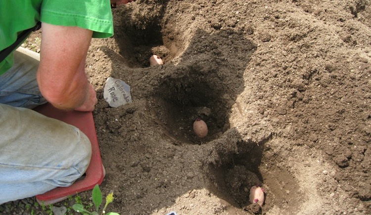 Удобрения в лунку под посадку картофеля