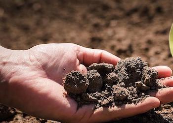 Как определить кислотность почвы с помощью смородинового листа?