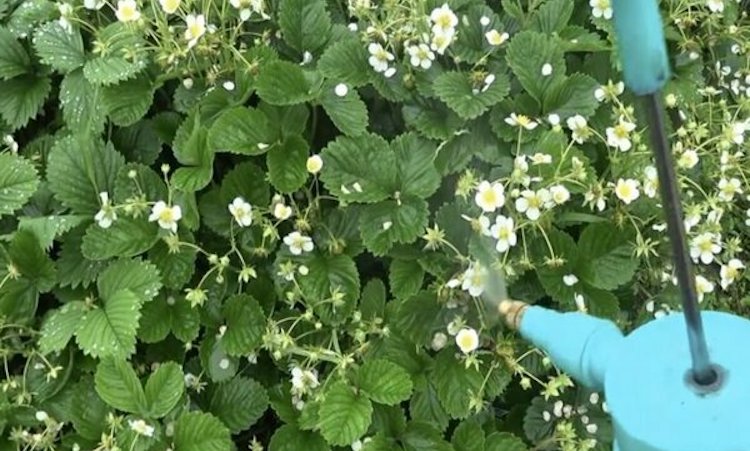 Обработка клубники борной кислотой весной во время цветения
