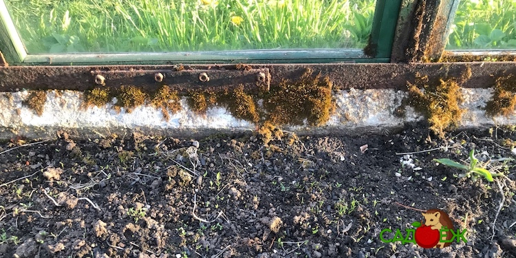 Почему в теплице из поликарбоната растет зеленый мох. Что делать и как избавиться от мха?