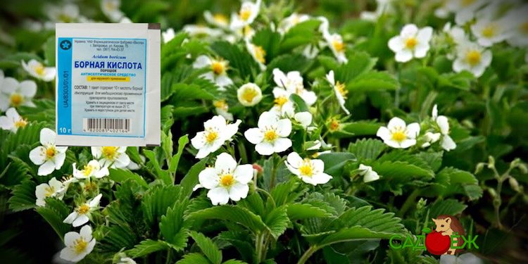 Подкормка клубники борной кислотой весной во время цветения и завязывания: рецепт и пропорции
