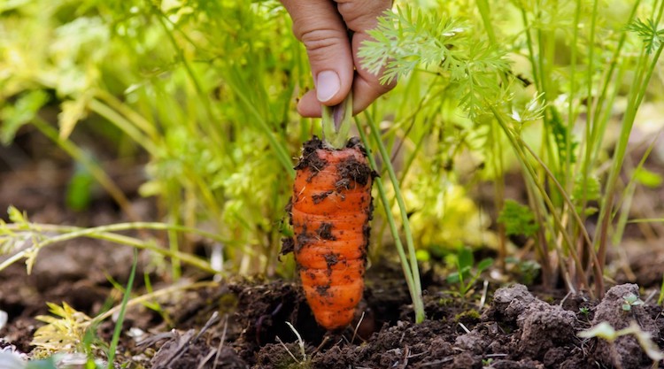 Посадка моркови весной