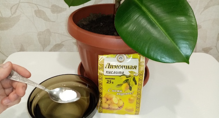 Лимонная кислота для протирания листьев растений