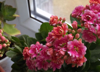 Почему не цветет каланхоэ в домашних условиях и как заставить его цвести?