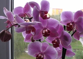 Можно ли пересаживать цветущую орхидею?