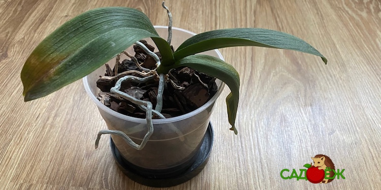 Почему у орхидеи вялые и мягкие листья: что делать и как реанимировать орхидею?