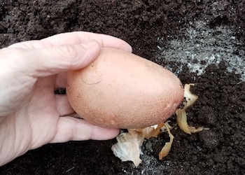 Можно ли добавлять золу в лунку при посадке картофеля?