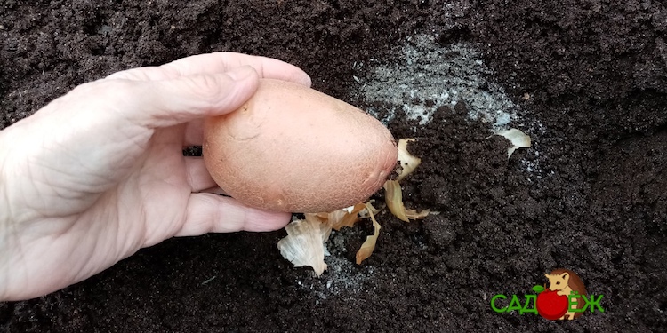 Зола в лунку при посадке картофеля весной: нужна ли, можно ли добавлять и сколько?