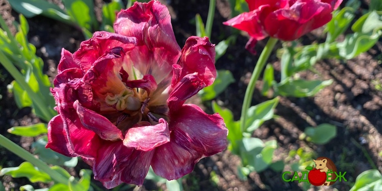 Тюльпаны отцвели: что делать дальше с отцветшими тюльпанами в открытом грунте