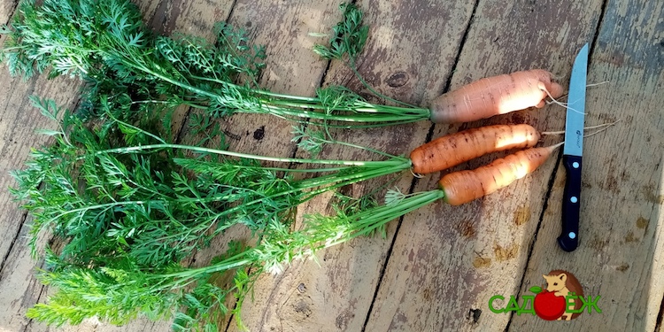 Как правильно нужно обрезать ботву у моркови для хранения на зиму?