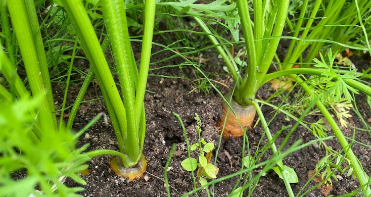 Можно ли обрезать ботву у моркови на грядке в августе во время роста