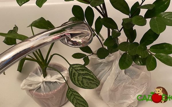 Горячий душ для комнатных растений: зачем и как правильно делать?