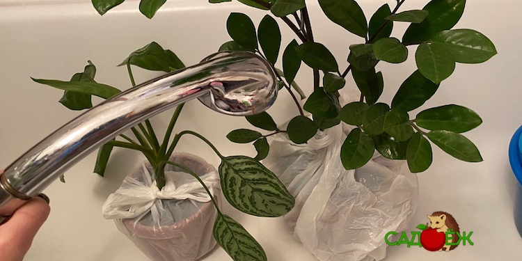 Горячий душ для комнатных растений: зачем и как правильно делать?