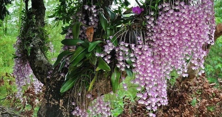 Как растут орхидеи в природе