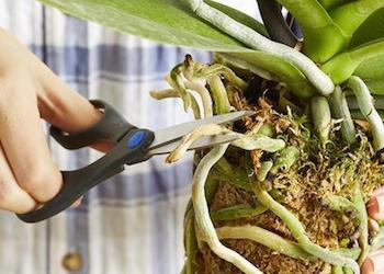Как правильно пересадить орхидею в другой горшок в домашних условиях?