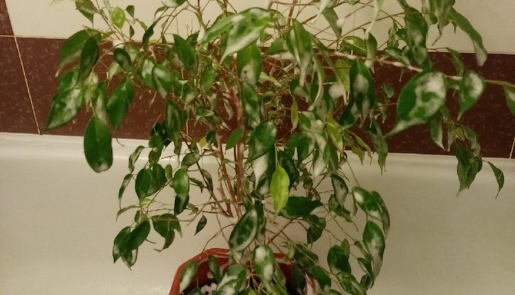 Теплый душ для растений: как правильно делать