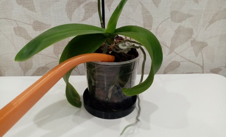 Живые и здоровые корни орхидеи