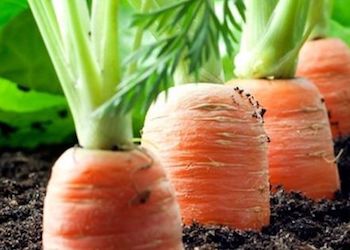 Как правильно посадить морковь, чтобы потом ее не пришлось прореживать?