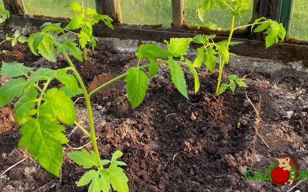 Когда можно высаживать рассаду помидоров в открытый грунт и в теплицу?