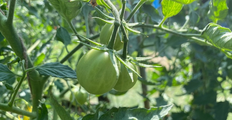 Когда высаживать рассаду помидоров в открытый грунт