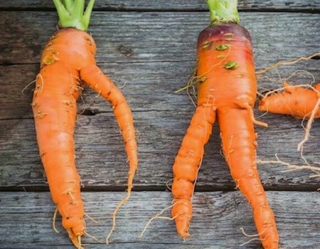 Почему морковь выросла белая и бледная, а не оранжевая?
