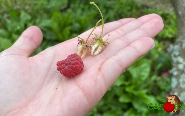 Почему вырастают сдвоенные ягоды малины: причины формирования двойных ягод
