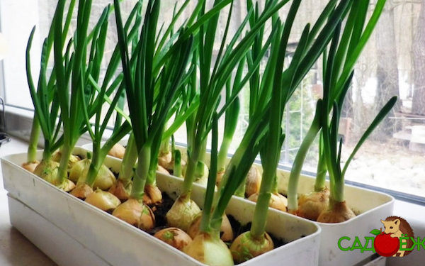 Как быстро вырастить лук на зелень на подоконнике в домашних условиях?