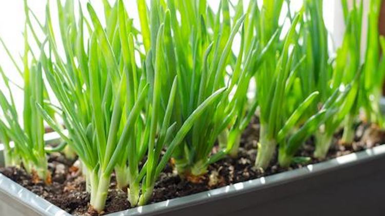 Как вырастить лук на зелень в земле в домашних условиях