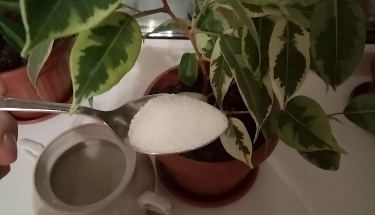 Можно ли подкармливать комнатные растения сахаром