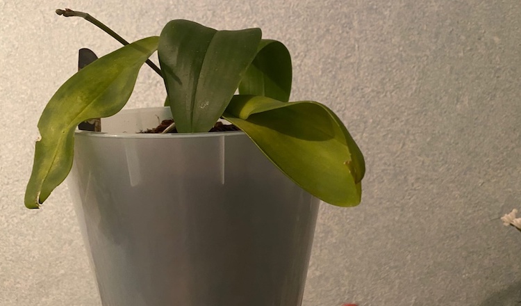 Почему у орхидеи сворачиваются листья