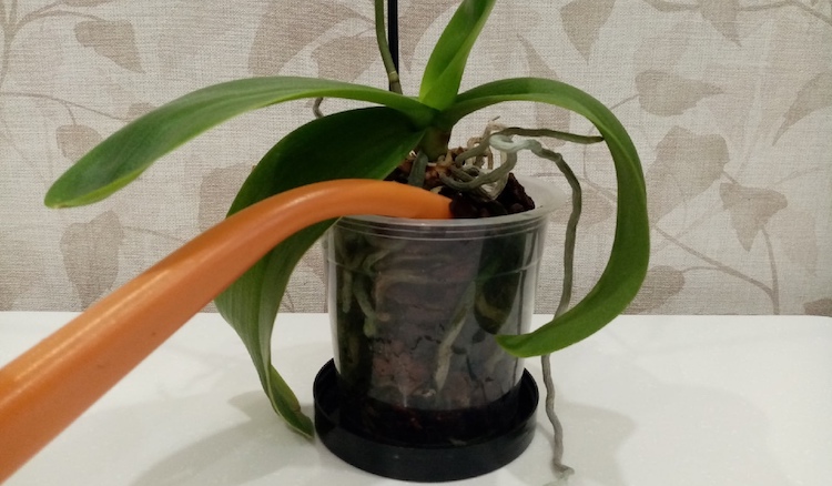 У орхидеи скручиваются листья в трубочку: что делать?