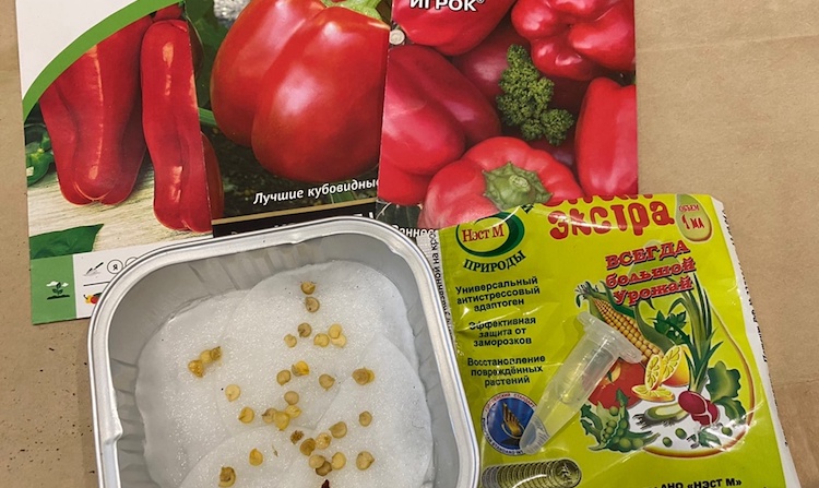 Как подготовить семена перца к высадке на рассаду