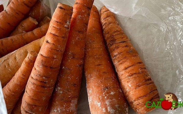 Морковь замерзла на балконе: что делать дальше и что из нее приготовить