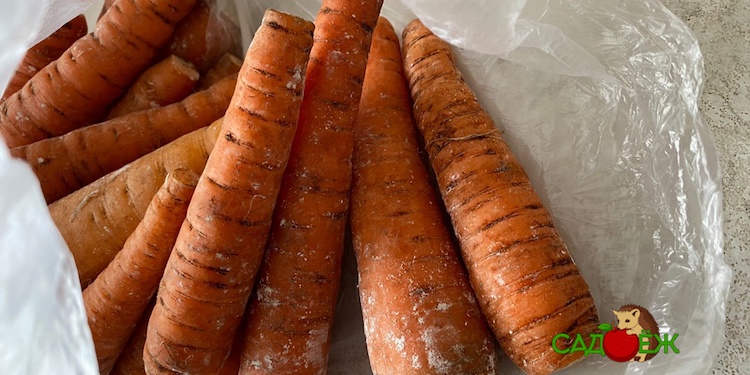 Морковь замерзла на балконе: что делать дальше и что из нее приготовить